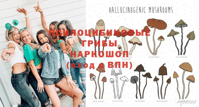 купить закладку  Добрянка  Галлюциногенные грибы Psilocybe 